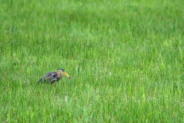 Doğa ve kuş. Renkli doğa arka plan. Kuş: Mor Heron. Ardea purpurea.