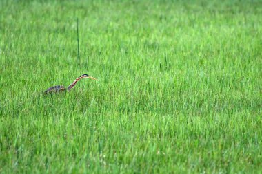 Doğa ve kuş. Renkli doğa arka plan. Kuş: Mor Heron. Ardea purpurea.