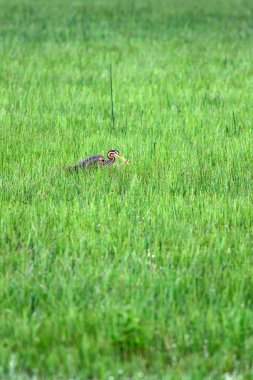 Doğa ve kuş. Renkli doğa arka plan. Kuş: Mor Heron. Ardea purpurea.