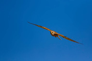 Avıyla uçan şahin. Kuş: Küçük Kerkenez. Falco naumanni. Mavi gökyüzü arka planı.