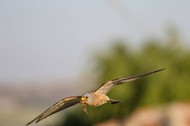 Avıyla uçan şahin. Kuş: Küçük Kerkenez. Falco naumanni. Mavi gökyüzü arka planı.