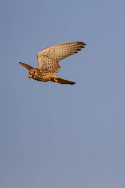 Avıyla uçan şahin. Kuş: Küçük Kerkenez. Falco naumanni. Mavi gökyüzü arka planı.