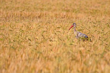 Doğa ve Leylek. Doğa habitat arka plan.