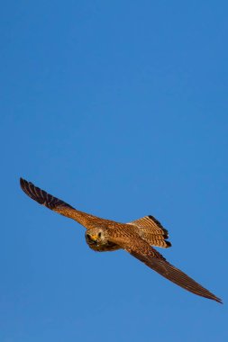 Avıyla uçan şahin. Kuş: Küçük Kerkenez. Falco naumanni. Mavi gökyüzü arka planı.