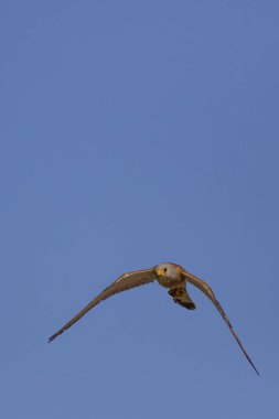 Avıyla uçan şahin. Kuş: Küçük Kerkenez. Falco naumanni. Mavi gökyüzü arka planı.
