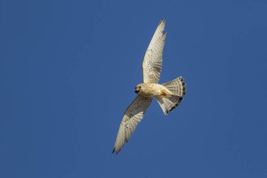 Avıyla uçan şahin. Kuş: Küçük Kerkenez. Falco naumanni. Mavi gökyüzü arka planı.