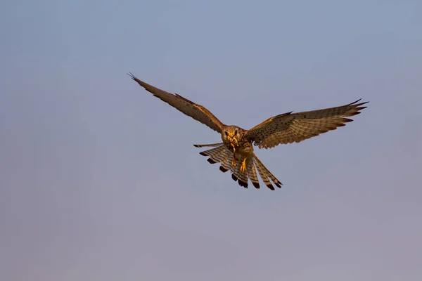 Falcão Voador Com Sua Caça Pássaro Menos Kestrel Falco Naumanni — Fotografia de Stock