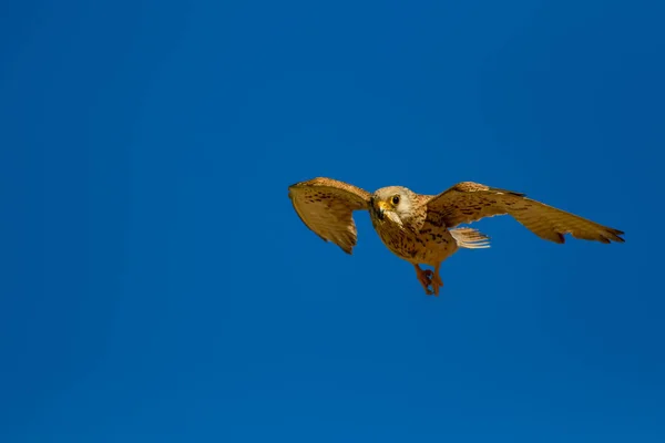 Flying falcon with its hunt. Bird: Lesser Kestrel. Falco naumanni. Blue sky background.