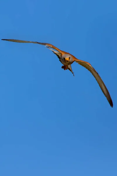 その狩りで飛ぶハヤブサ レッサー ケストレル ファルコ ナウマンニ青空の背景 — ストック写真