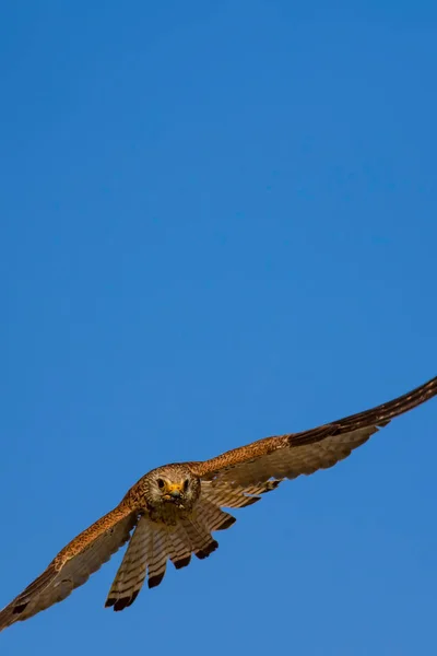 Falcão Voador Com Sua Caça Pássaro Menos Kestrel Falco Naumanni — Fotografia de Stock