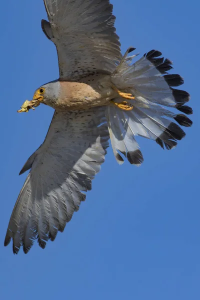 Falcão Voador Com Sua Caça Pássaro Menos Kestrel Falco Naumanni — Fotografia de Stock