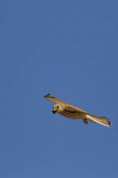 Elang Terbang Dengan Perburuannya Burung Kestrel Kecil Falco Naumanni Latar — Stok Foto