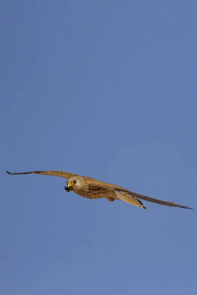 Летящий Сокол Охотой Лессер Кестрел Falco Nauhabi Голубой Фон Неба — стоковое фото