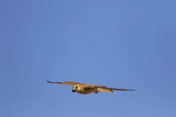 その狩りで飛ぶハヤブサ レッサー ケストレル ファルコ ナウマンニ青空の背景 — ストック写真
