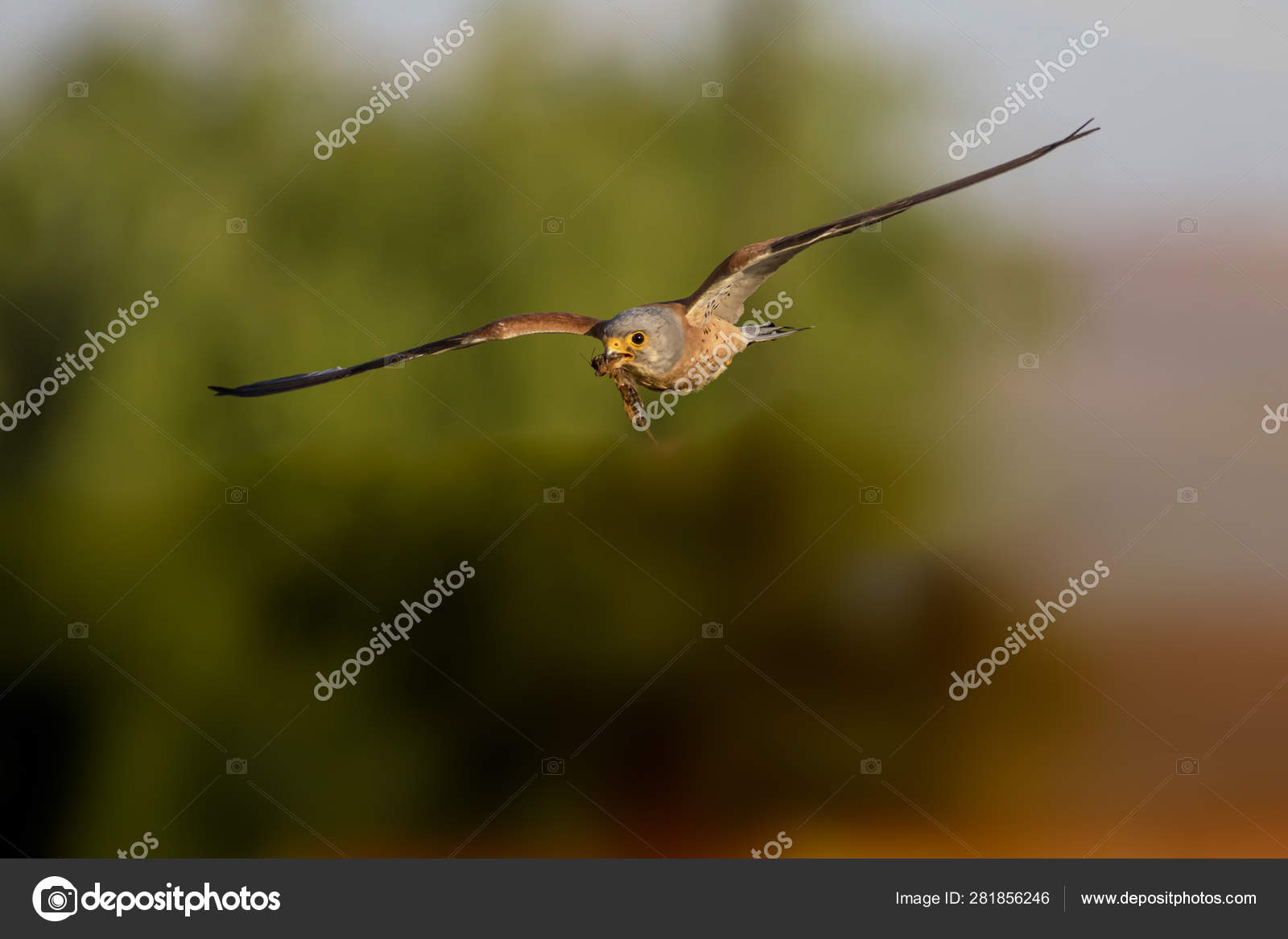 Flying Falcon Its Hunt Bird Lesser Kestrel Falco Naumanni Blue Stock Photo Image By C Mutan7 Flying Falcon Its Hunt Bird Lesser Kestrel Falco Naumanni Blue Stock Photo Image By C Mutan7