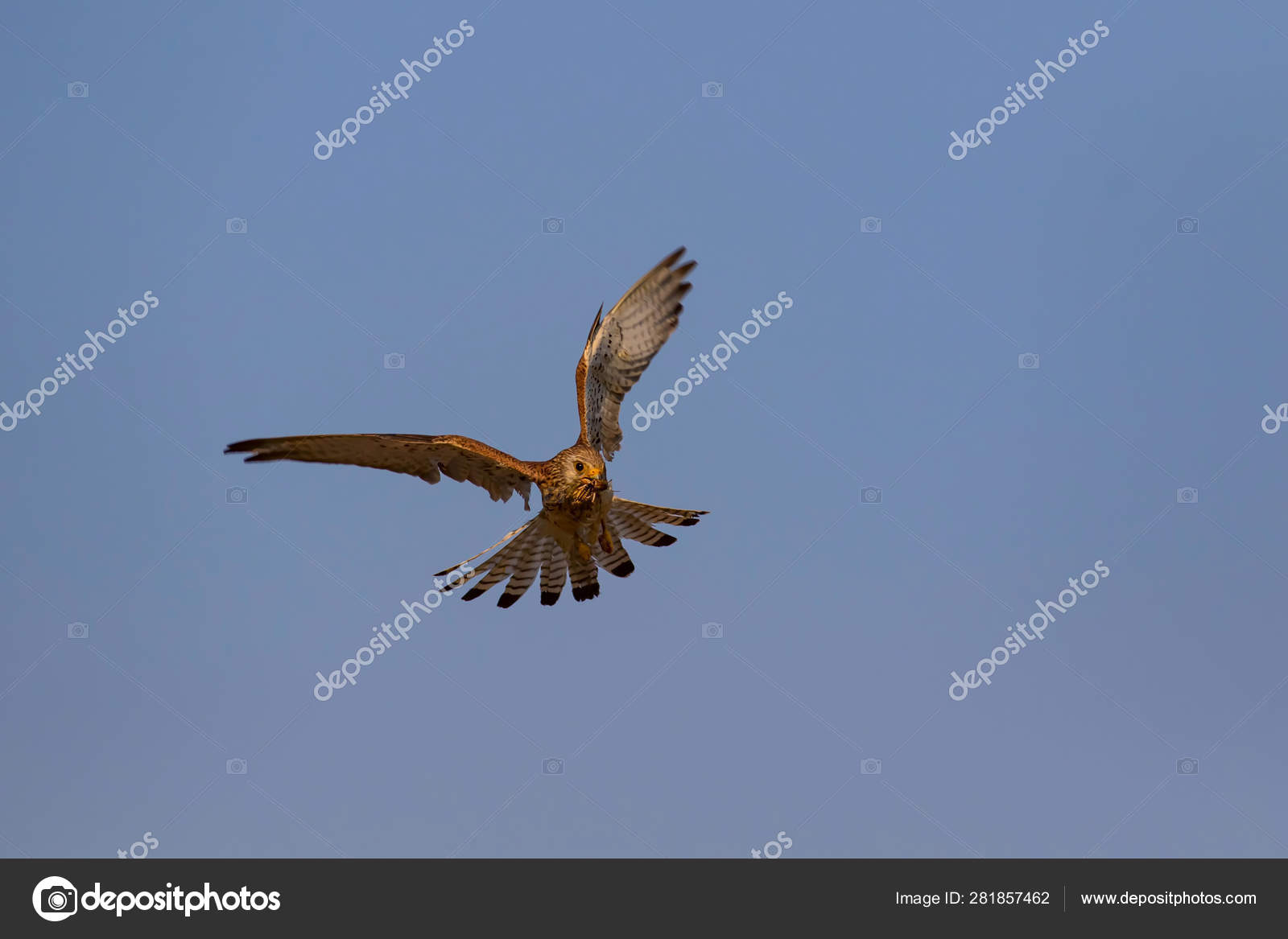 Flying Falcon Its Hunt Bird Lesser Kestrel Falco Naumanni Blue Stock Photo C Mutan7 Flying Falcon Its Hunt Bird Lesser Kestrel Falco Naumanni Blue Stock Photo C Mutan7