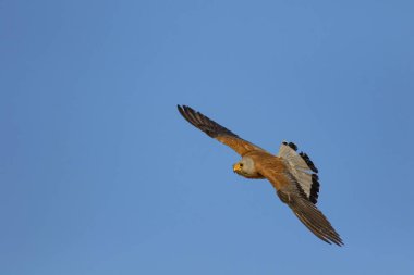 Avıyla uçan şahin. Kuş: Küçük Kerkenez. Falco naumanni. Mavi gökyüzü arka planı.