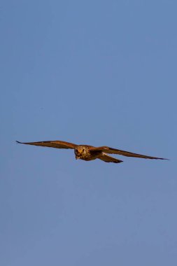 Avıyla uçan şahin. Kuş: Küçük Kerkenez. Falco naumanni. Mavi gökyüzü arka planı.