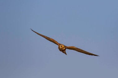Avıyla uçan şahin. Kuş: Küçük Kerkenez. Falco naumanni. Mavi gökyüzü arka planı.