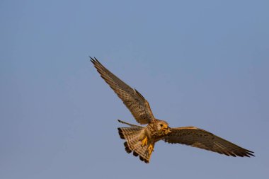 Avıyla uçan şahin. Kuş: Küçük Kerkenez. Falco naumanni. Mavi gökyüzü arka planı.