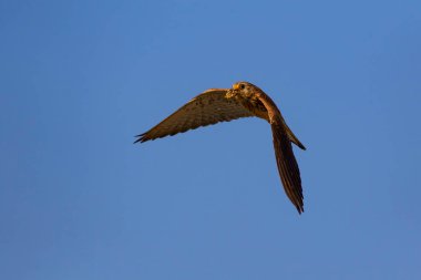 Avıyla uçan şahin. Kuş: Küçük Kerkenez. Falco naumanni. Mavi gökyüzü arka planı.