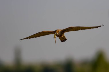 Avıyla uçan şahin. Kuş: Küçük Kerkenez. Falco naumanni. Mavi gökyüzü arka planı.