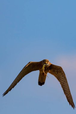 Avıyla uçan şahin. Kuş: Küçük Kerkenez. Falco naumanni. Mavi gökyüzü arka planı.