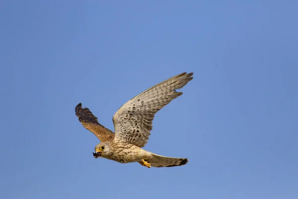 Flying falcon with its hunt. Bird: Lesser Kestrel. Falco naumanni. Blue sky background.