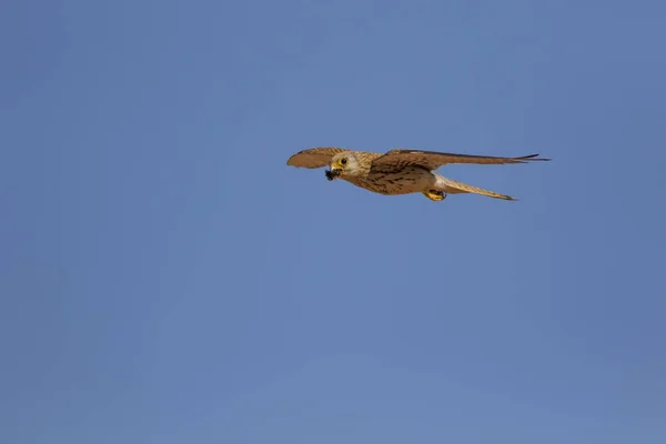 Flying falcon with its hunt. Bird: Lesser Kestrel. Falco naumanni. Blue sky background.