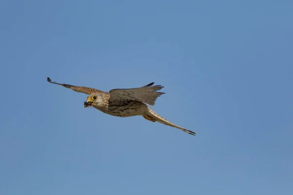 Falcão Voador Com Sua Caça Pássaro Menos Kestrel Falco Naumanni — Fotografia de Stock