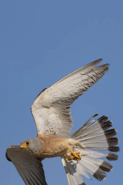 Flying Falcon Its Hunt Bird Lesser Kestrel Falco Naumanni Blue — Stock Photo, Image