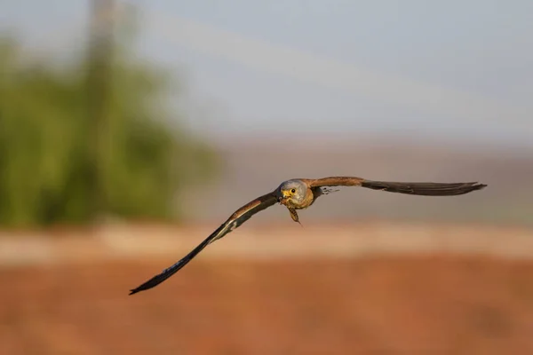 Fliegender Falke Mit Seiner Jagd Vogel Turmfalke Falco Naumanni Blauer — Stockfoto