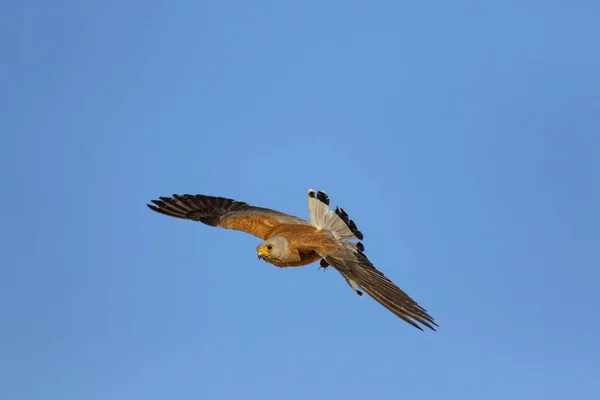 Vliegende Valk Met Zijn Jacht Vogel Kleine Torenvalk Falco Naumanni — Stockfoto