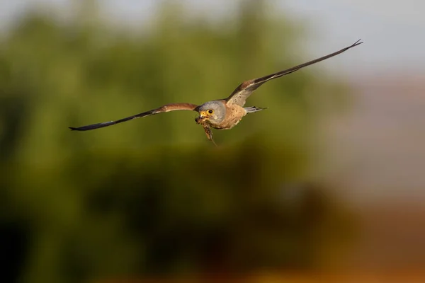 Falcão Voador Com Sua Caça Pássaro Menos Kestrel Falco Naumanni — Fotografia de Stock