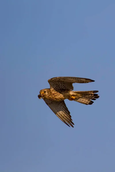 Flying falcon with its hunt. Bird: Lesser Kestrel. Falco naumanni. Blue sky background.