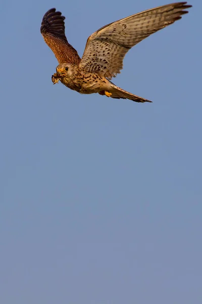 Flying falcon with its hunt. Bird: Lesser Kestrel. Falco naumanni. Blue sky background.