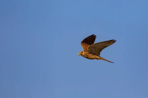 Flygande Falk Med Sin Jakt Fågel Lesser Kestrel Falco Naumanni — Stockfoto