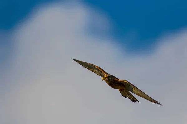 Létající Sokol Lov Ptáček Poštolka Falco Naumanni Modrá Obloha Pozadí — Stock fotografie