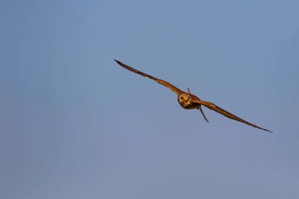 Falcão Voador Com Sua Caça Pássaro Menos Kestrel Falco Naumanni — Fotografia de Stock