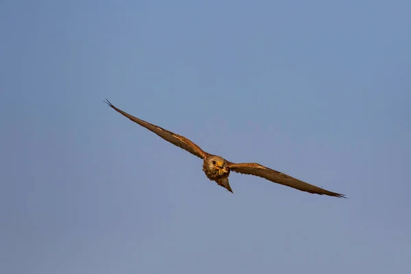 Halcón Volador Con Caza Bird Lesser Kestrel Falco Naumanni Fondo — Foto de Stock