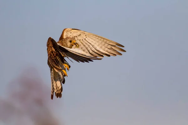 Faucon Volant Avec Chasse Oiseau Petit Crécerelle Falco Naumanni Fond — Photo