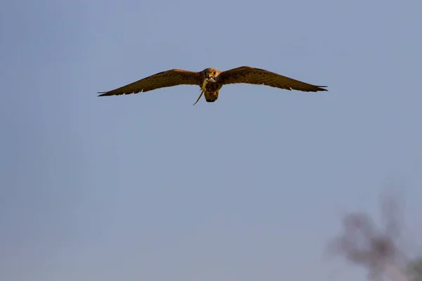 Flying falcon with its hunt. Bird: Lesser Kestrel. Falco naumanni. Blue sky background.