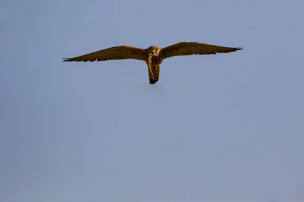 Flying falcon with its hunt. Bird: Lesser Kestrel. Falco naumanni. Blue sky background.