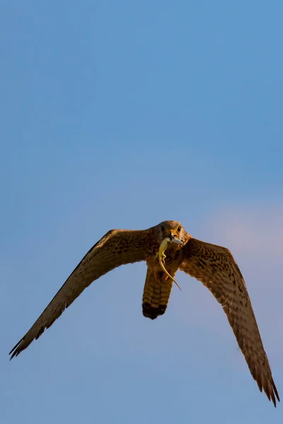 사냥으로 날아다 케스트렐 나우마니 — 스톡 사진