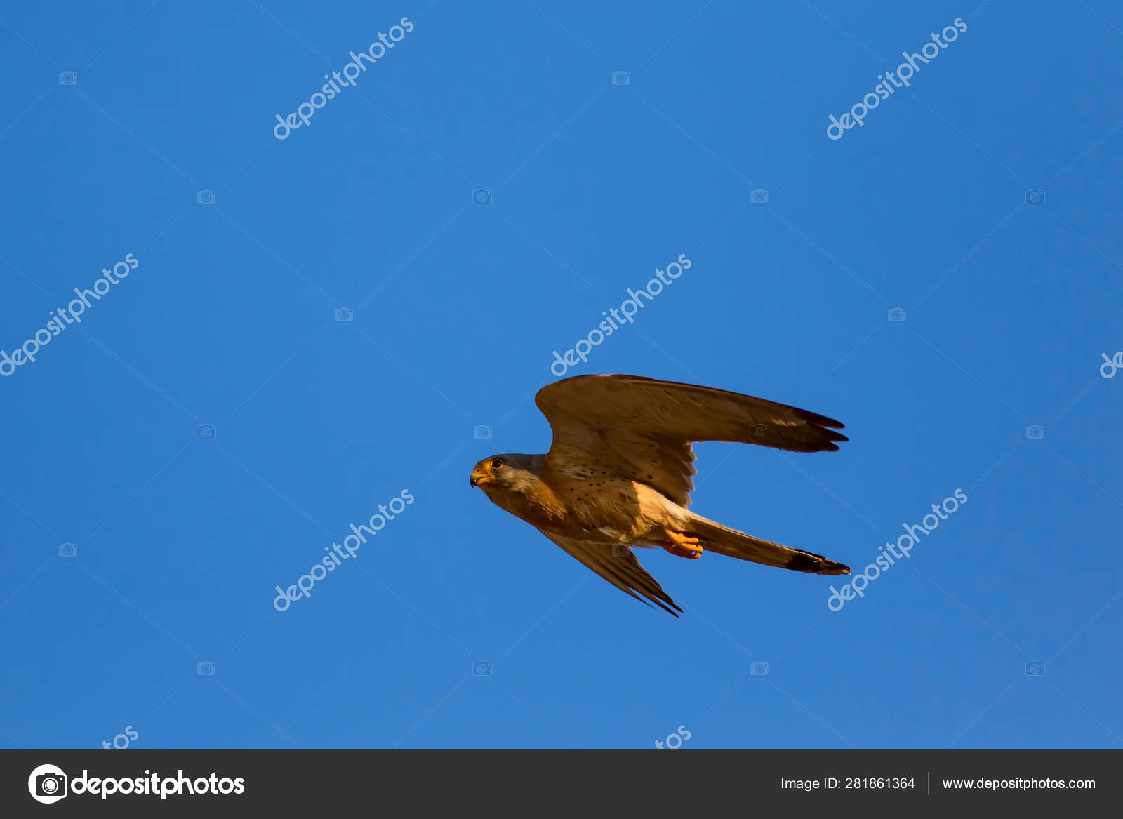 Flying Falcon Its Hunt Bird Lesser Kestrel Falco Naumanni Blue Stock Photo Image By C Mutan7 Flying Falcon Its Hunt Bird Lesser Kestrel Falco Naumanni Blue Stock Photo Image By C Mutan7