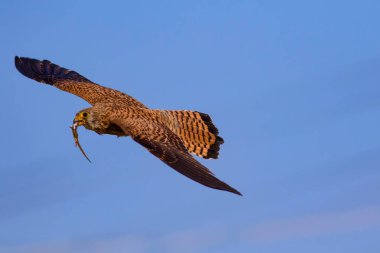 Avıyla uçan şahin. Kuş: Küçük Kerkenez. Falco naumanni. Mavi gökyüzü arka planı.