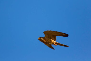 Avıyla uçan şahin. Kuş: Küçük Kerkenez. Falco naumanni. Mavi gökyüzü arka planı.