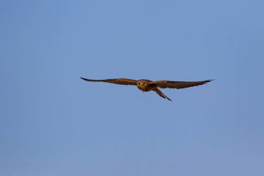 Avıyla uçan şahin. Kuş: Küçük Kerkenez. Falco naumanni. Mavi gökyüzü arka planı.