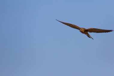 Avıyla uçan şahin. Kuş: Küçük Kerkenez. Falco naumanni. Mavi gökyüzü arka planı.
