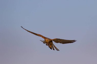 Avıyla uçan şahin. Kuş: Küçük Kerkenez. Falco naumanni. Mavi gökyüzü arka planı.
